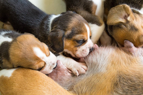 istock Cute puppies drinking mommy's milk. 1048491326