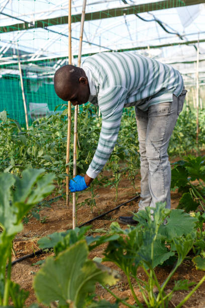istock Male worker tying up tomato plants 1048491954