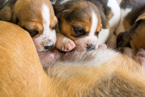 istock Cute puppies drinking mommy's milk. 1048495198