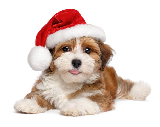 Happy Havanese puppy is wearing a Santa hat Happy smiling Bichon Havanese puppy dog is wearing a Christmas Santa hat - isolated on white background sable stock pictures, royalty-free photos & images