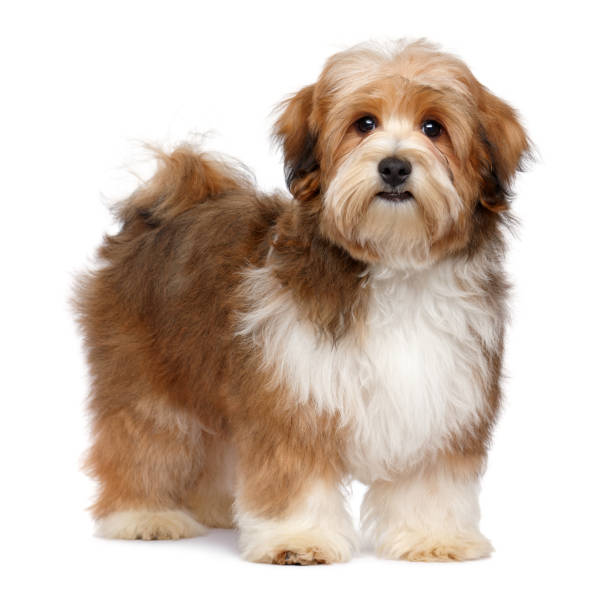 istock Cute red parti colored havanese puppy is standing 1048497250
