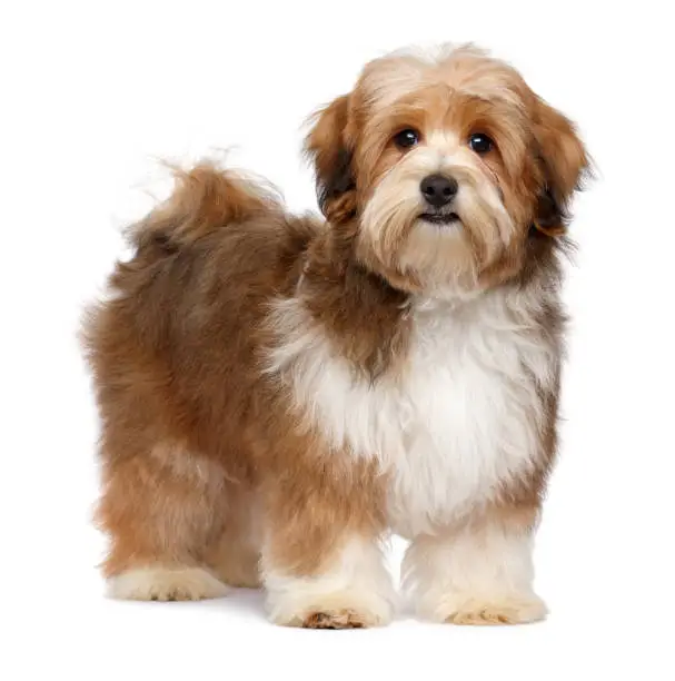 Cute red parti colored havanese puppy dog is standing and looking at camera, isolated on white background