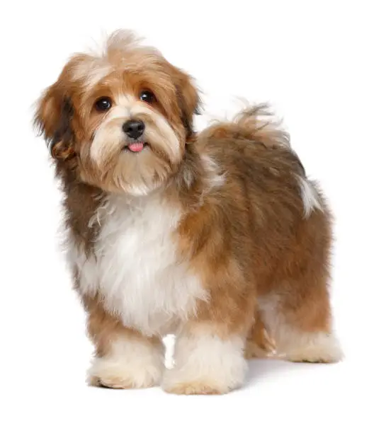 Cute happy red parti colored havanese puppy dog is standing, isolated on white background