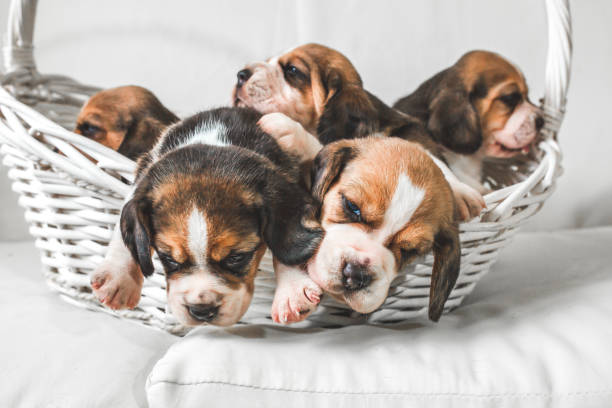 istock Five cute puppies in basket. 1048497962