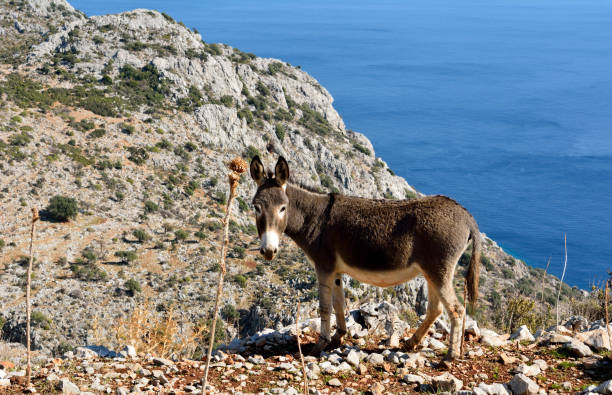 Donkey on Mediterranean coastline between Sogut and Taslica villages on Bozburun peninsula near Marmaris resort town in Turkey.