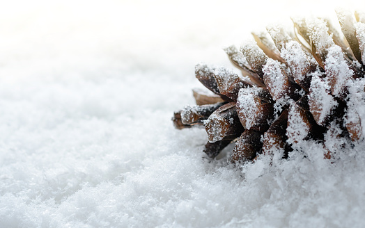 Frosted pine cone in the snow. Winter and christmas background