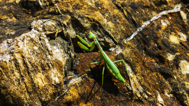 praying mantis