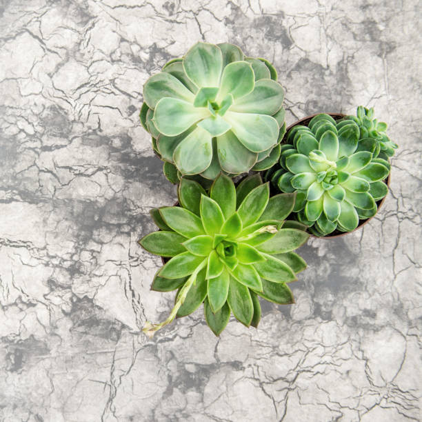 istock Succulent plants Minimal floral flat lay background 1048509670