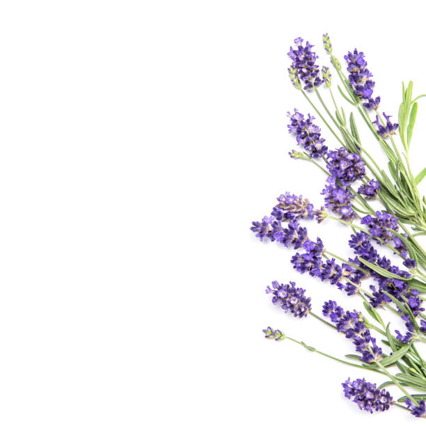 istock Lavender flowers white background Floral border 1048509986