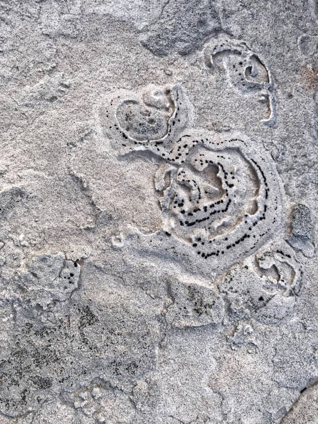istock Stone surface of grey sandstone - backgroung, texture 1048510228