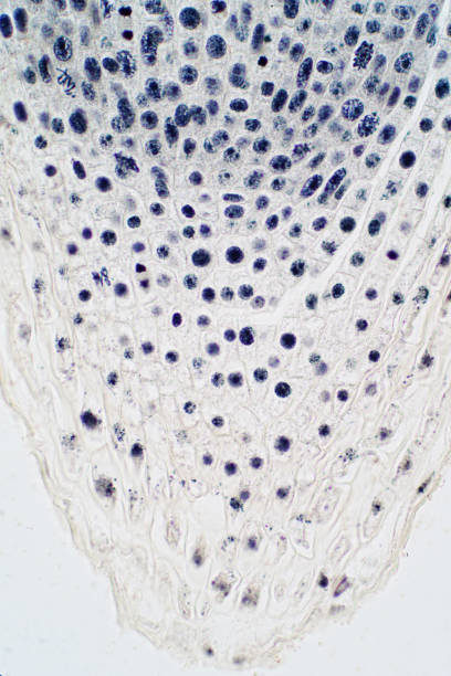 istock Root tip of Onion and Mitosis cell in the Root tip for education 1048515152