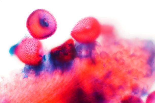 istock Pollen on Stigma under microscope view for the education of biology 1048515166