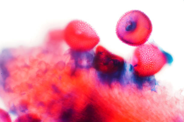 istock Pollen on Stigma under microscope view for the education of biology 1048515700