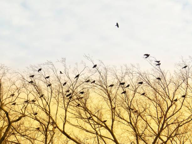 istock Birds Flying On A Tree In The Sunset 1048523244
