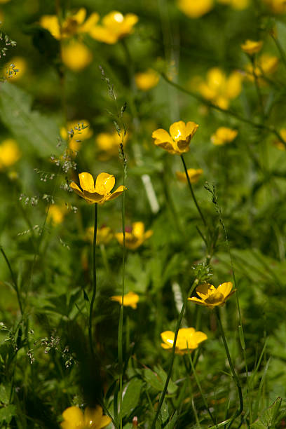 Buttercups stock photo