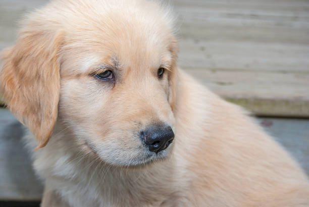 istock golden retriever puppy portrait 1048532442