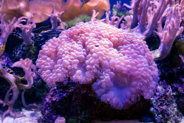 istock Beautiful sea flower in underwater world with corals and  fish. 1048545706