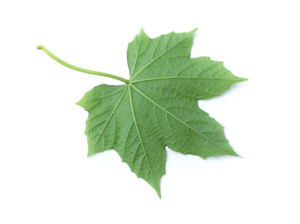 istock Green leaf isolated on the white background 1048545950