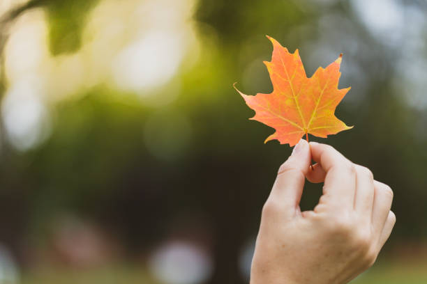 istock Woman hand touching autumn leaf 1048548202