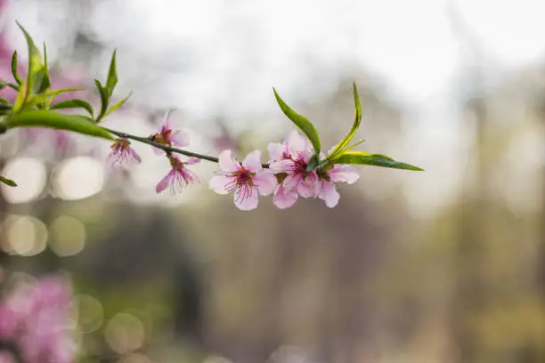 Close-up shot of a pink cherry tree branch that blossom in spring.