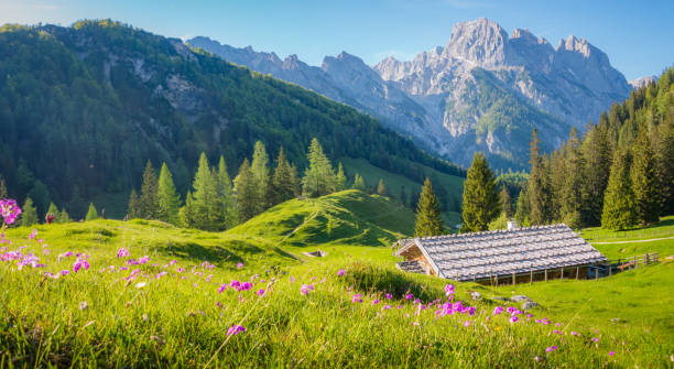 idyllische alpenlandschaft mit berghütten im sommer - shack european alps switzerland cabin stock-fotos und bilder