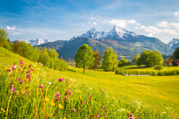 istock Idyllic mountain scenery in the Alps with blooming meadows in springtime 1048549050