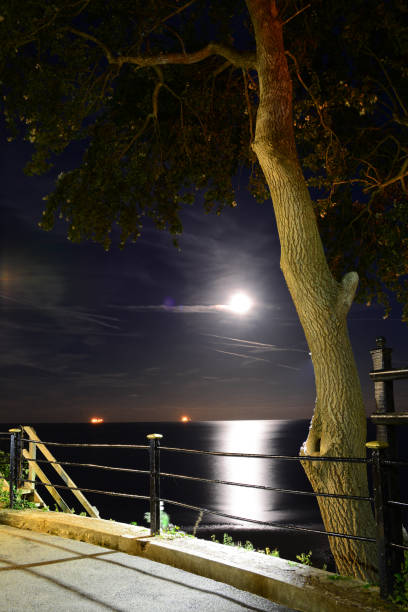istock Full Moon and Tree Overlooking The Sea 1048551618
