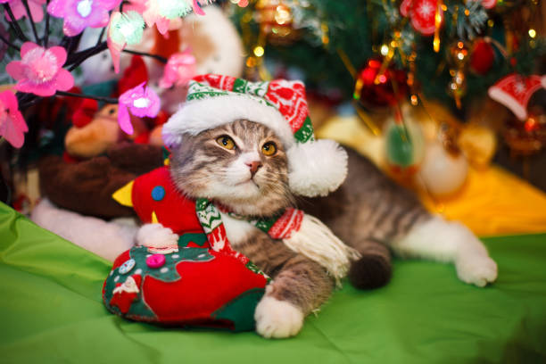 istock cat in the New Year hat under the Christmas tree 1048554058