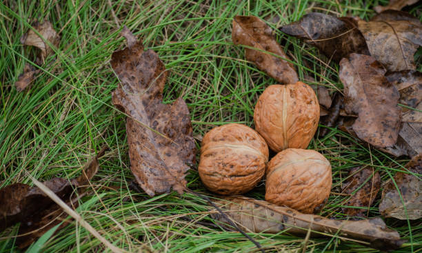 istock Walnuts kernels on green grass with natural background, Whole walnut in a metal plate. Walnuts. Walnuts an market. Healthy 1048554172