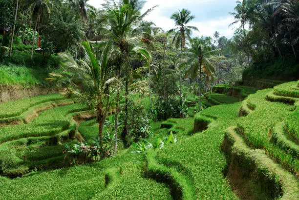 Beautiful rice terraces at Ceking, Tegalalang, Ubud, Bali.