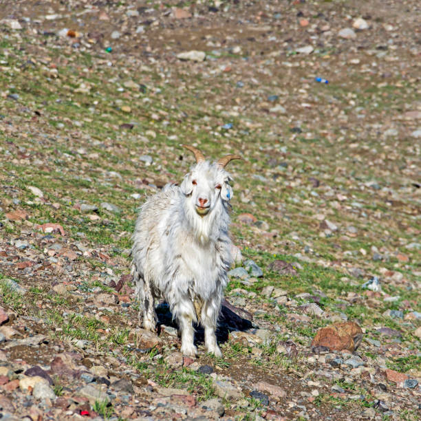 istock Sheeps in a meadow in the mountains 1048561780