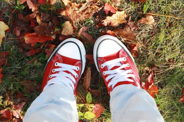 beautiful autumn morning in the forest sneakers on the grass