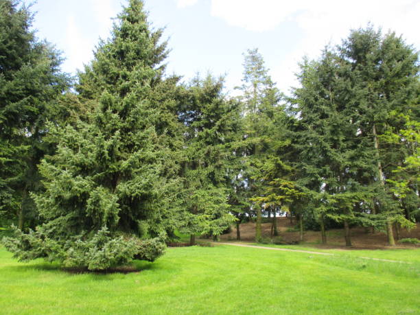 istock Fir forest in a public park in the Paris region 1048589838