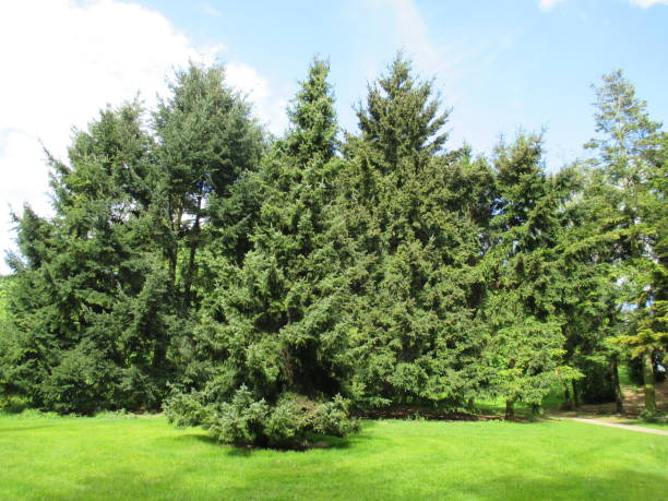 istock Fir forest in a public park in the Paris region 1048589848