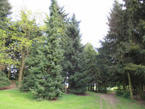 istock Fir forest in a public park in the Paris region 1048589900
