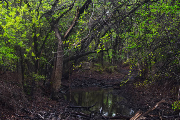 istock A view of Fabis Primitive Park 1048595366