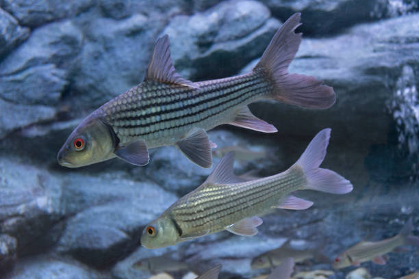 istock Seven stripped carp in aquarium 1048596310