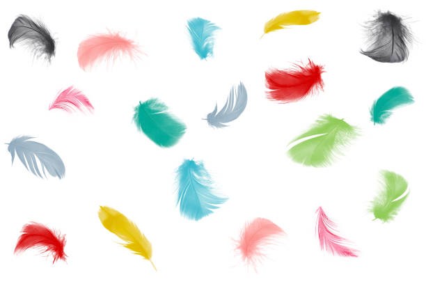 Colorful collection feathers floating in air isolated on white background Colorful collection feathers floating in air isolated on white background peacock feather drawing stock pictures, royalty-free photos & images