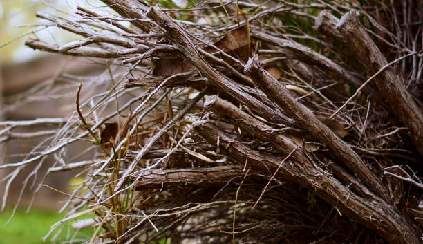 istock Piles of firewood 1048616716