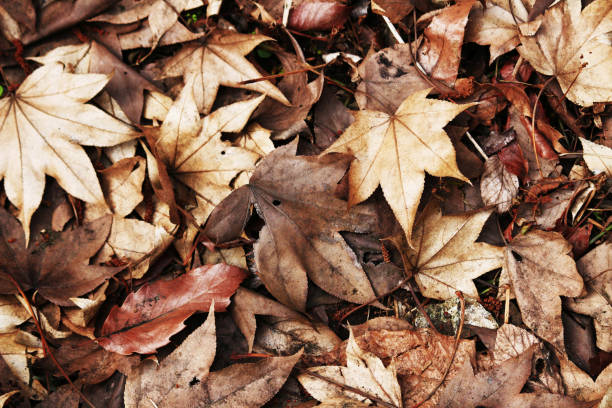 istock Still life of dry fallen leaves 1048619072