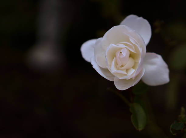 istock Close up view of white rose 1048621758
