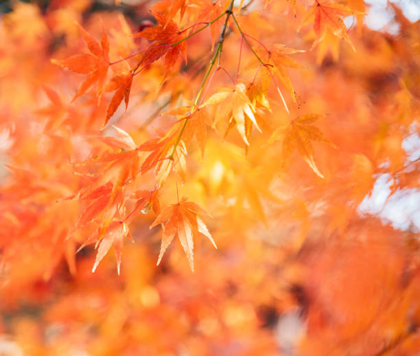istock Red maple tree with golden sunlight and blurred background, Japan 1048624340