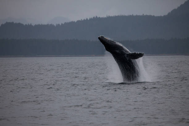 istock Massive Breach from a Humpback Whale in Alaska 1048630152