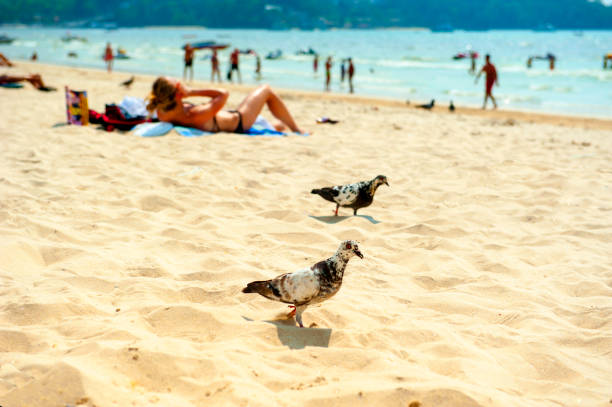 istock Pigeon walking at the beach in Thailand 1048636248