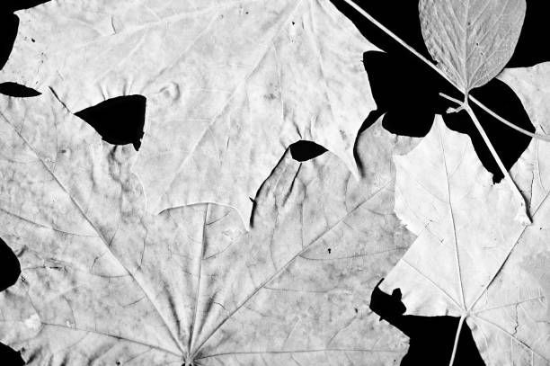 istock Dry autumn leaves as a background close up. Black and white 1048641588