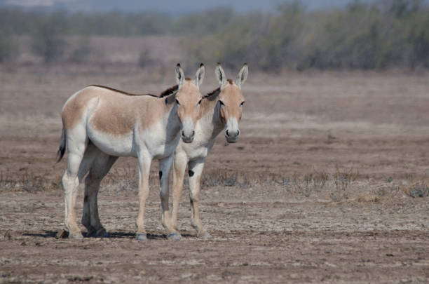 istock Indian wild ass couple 1048643916