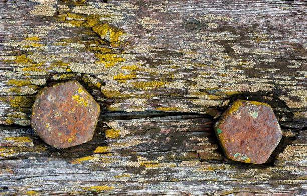 Backgrounds and textures: two rusty screws in old weathered wooden plank