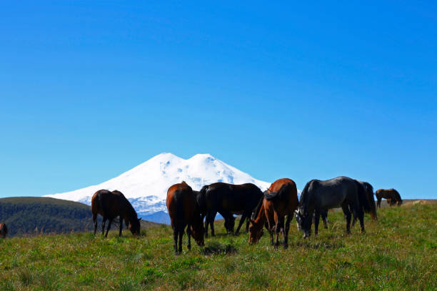 istock Horses on the summer autumn caucasus meadow 1048646714