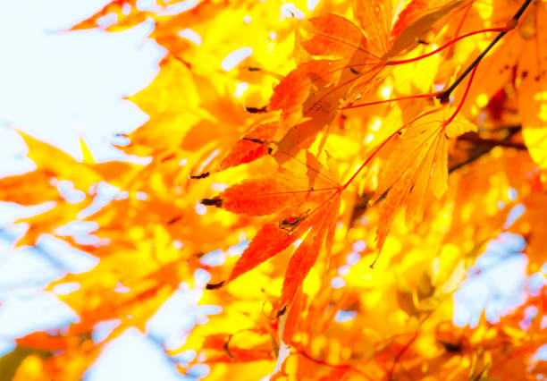 istock Beautiful red maple leaves in nature. 1048646944