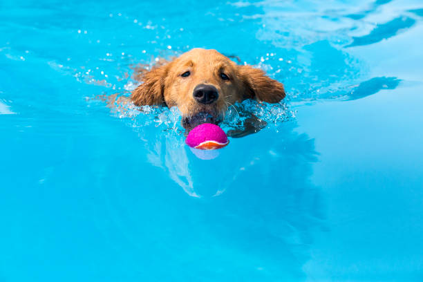 istock Dog retrieving a toy and playing in pool at splash challenge 1048650064